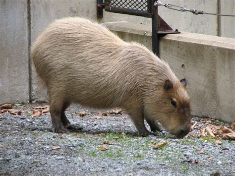 Capybara Facts And Photos 2012 The Wildlife