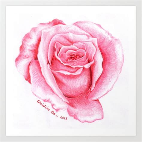 Pink Rose Drawing At Explore Collection Of Pink