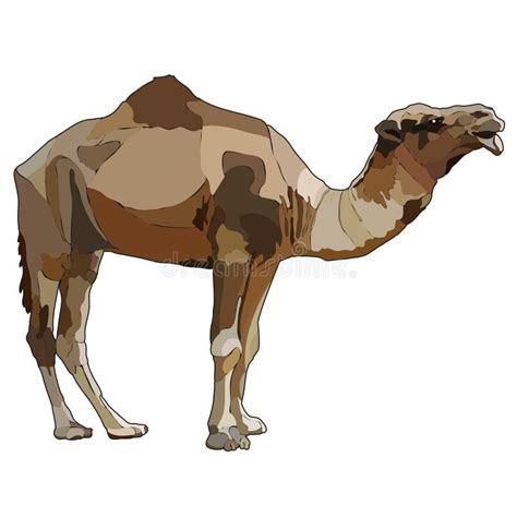 Dromedary One Humped Camel With Saddle And Load Side View Vector