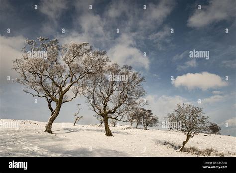 Snowy Landscape With Trees In Northumberland Stock Photo Alamy