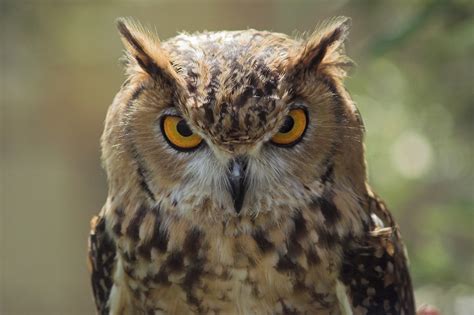 Free Photo Owl Head Animal Beak Bird Free Download Jooinn