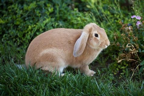 How Much Does It Cost To Own A Rabbit In 2021 Pet Keen
