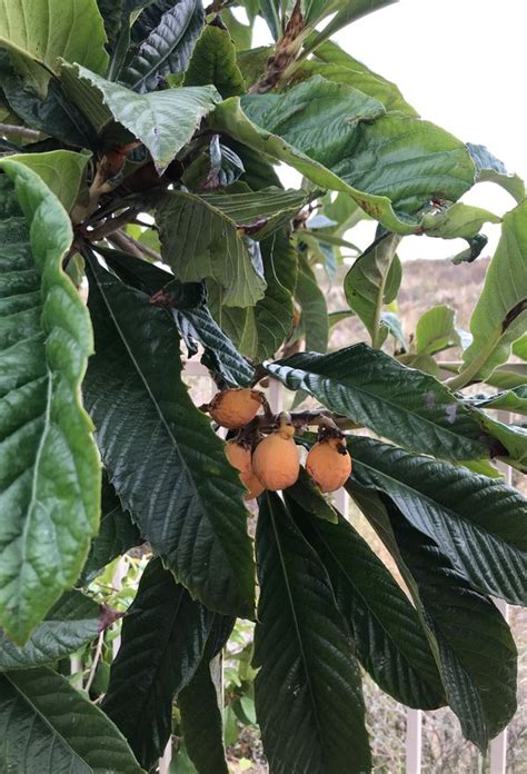 Fruit trees for sale!!! for Sale in Chula Vista, CA - OfferUp
