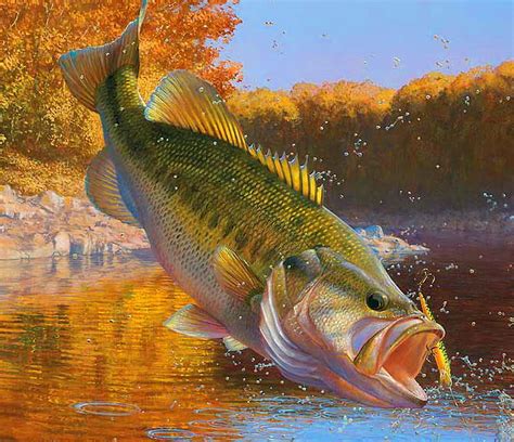 Bass Fish Wallpaper Hd