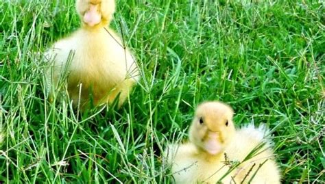 10 Reasons Why Raising Ducks Might Be Better Than Chickens Duck