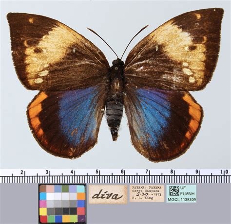 Butterfly Moths Mcguire Center
