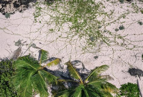 Aerial View Of Palm Trees On The Beach In Caribbean Stock Photo Image