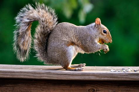 Brown Squirrel During Daytime Hd Wallpaper Wallpaper Flare