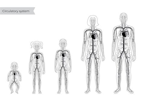 Anatomia Del Sistema Circulatorio Humano Vector Premium Images My XXX