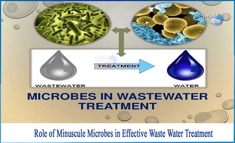 Water Microbes