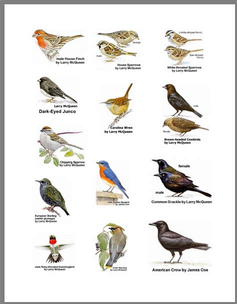 Birds Of Mississippi Animal Posters Birds Bird Watching