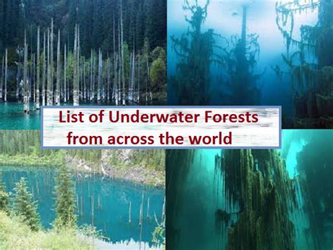 List Of 5 Underwater Forests From Across The World