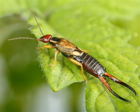 How To Get Rid Of Earwigs In Your Home And Garden