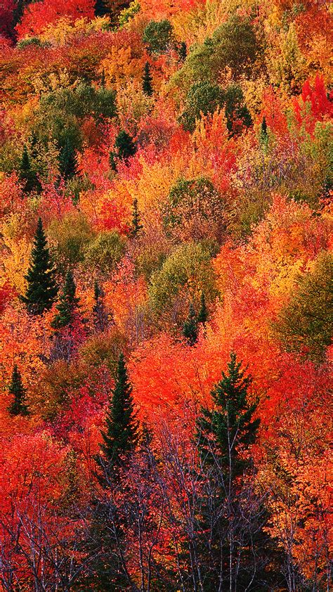 28 Breath Taking And Most Beautiful Fall Wallpaper For