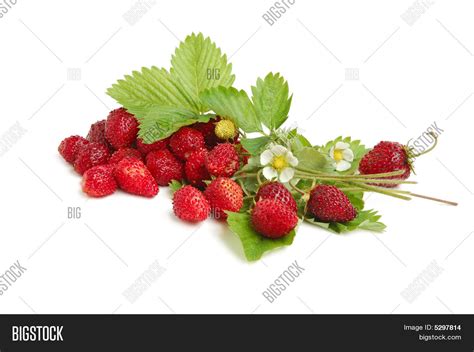 Wild Strawberries Image And Photo Free Trial Bigstock