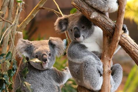 Les Plus Beaux Zoos De France Geo