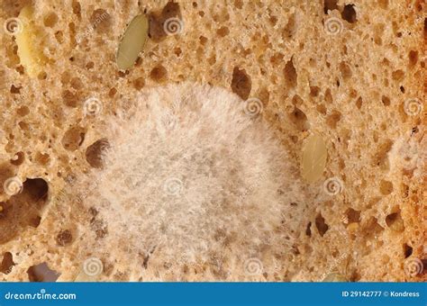 moldy bread stock image image of rotten brown slice 29142777