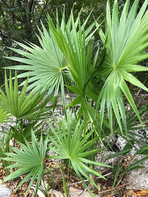 Saw Palmetto Serenoa Repens For Sale South Florida Treeworld Wholesale