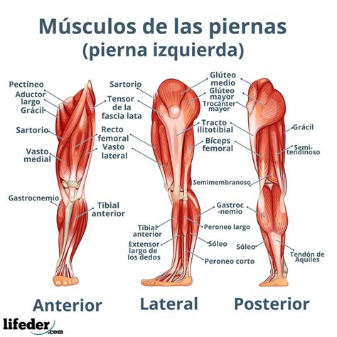 Músculos de la pierna descripción y funciones imágenes