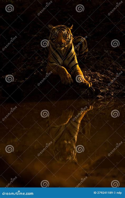 Bengal Tiger Lies By Waterhole Watching Camera Stock Image Image Of