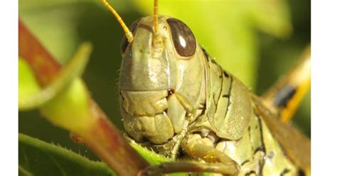 Grasshopper Poop Everything Youve Ever Wanted To Know A Z Animals