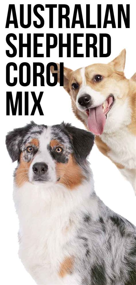 Australian Shepherd Corgi Mix The Herding Dog Combination