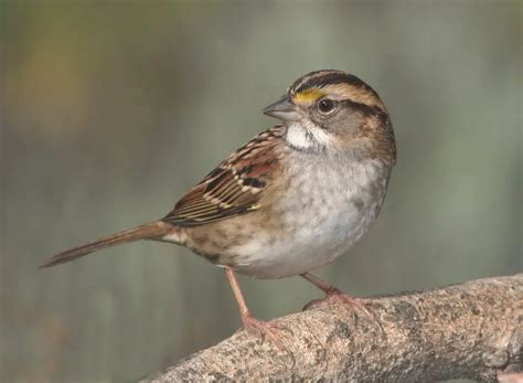 Fascinating American Tree Sparrow Facts Learn Bird Watching