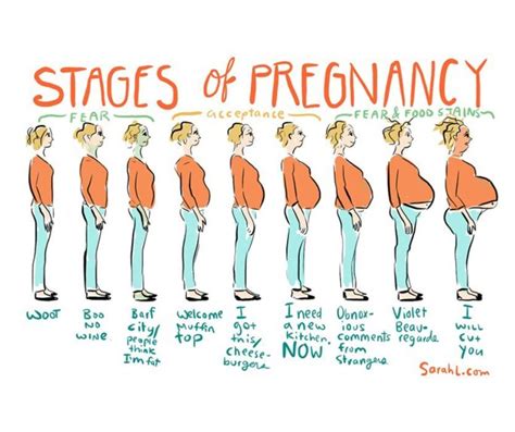 Your Week By Week Timeline Of Every Stage In Pregnanc