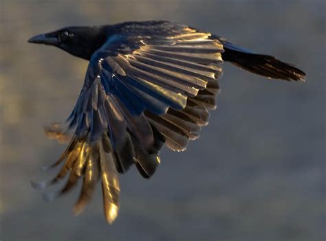 Raven Flight Photograph By Brian Stevens Raven Flight Fine Art Common Birds Greenland