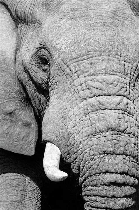 Black And White Elephant Portrait Photograph By Michael Sheehan Fine