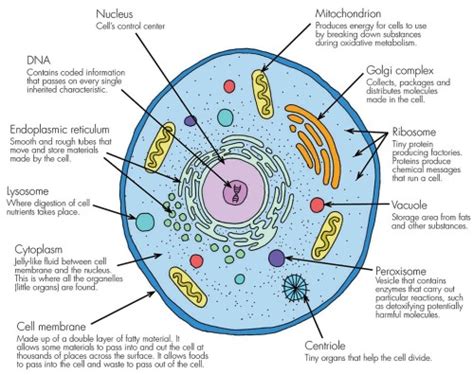 Basic Human Cell Diagram