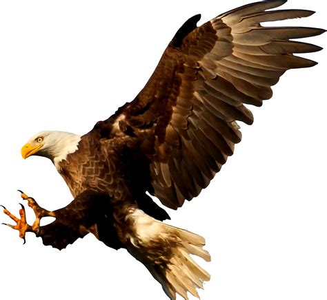 Bald Eagle Bird Silhouette American Eagle Png Download 24002208