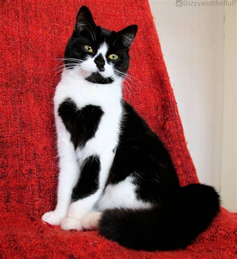 Cat Shows Her Human Love By Wearing Her Heart Every Day