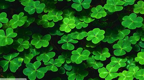 Green Clovers Leaves Nature Wallpapers Hd Desktop And Mobile