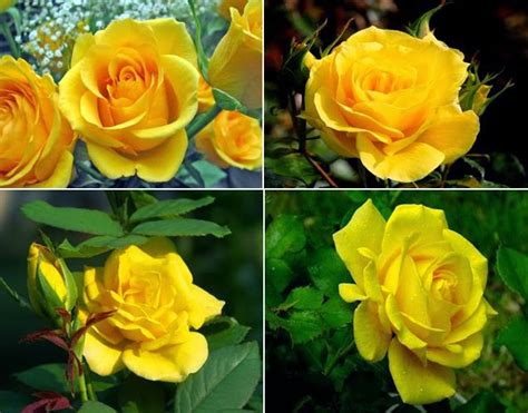 Understand when to give a yellow rose and which one of the most exciting occasions for a woman is when she receives a surprise bouquet. Flower Homes: Rose Colors and Meanings