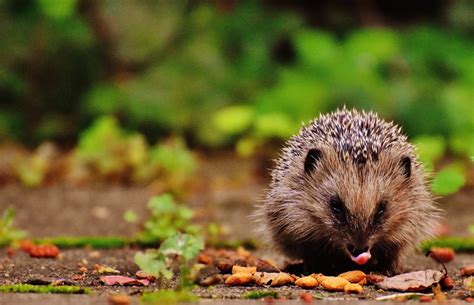 Hedgehogs And Frog Hotels Countrylife Blog