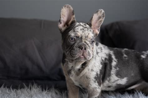 French Bulldog Colors Standard And Non Standard