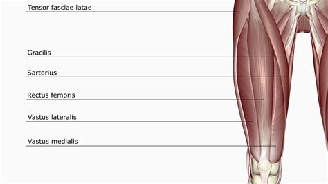 However, many of the leg muscles share functions with other leg muscles. Picture Of Upper Leg Muscles And Tendons / Human Upper Leg Muscles High Resolution Stock ...