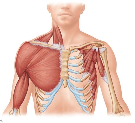 Anatomy Chest Muscles Diagram Quizlet