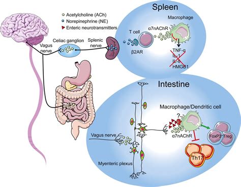 The Vagal Innervation Of The Gut And Immune Homeostasis Gut