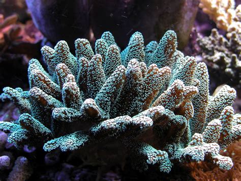 Free Coral Stock Photo - FreeImages.com