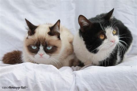 Love Tardar Sauce And Pokey Funny Grumpy Cat Memes Grumpy Cat Grumpy