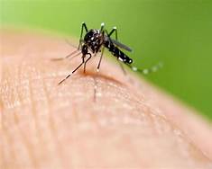 As dengue cases rise
