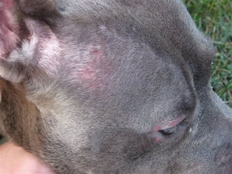 Found Flea Bites On Dogs Not Sure How They Look Or How To Get Rid Of