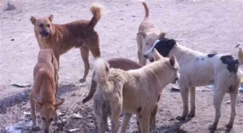 كلاب ضالة تنهش طفل من جنسية عربية في المفرق رؤيا الإخباري