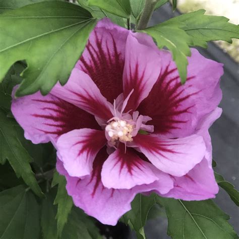 Hibiscus Purple Pillar Buy Rose Of Sharon Shrubs Online