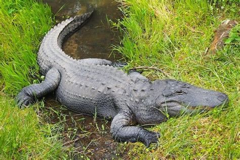 12 Animals That Live In The Swamp With Pictures Wildlife Informer