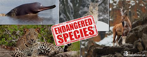list of endangered species in pakistan Archives - BlogPakistan