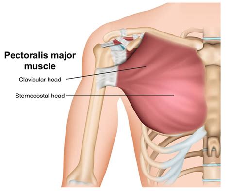 The Pectoralis Major Muscle Anatomy Images Illustrations Anatomy My Xxx Hot Girl