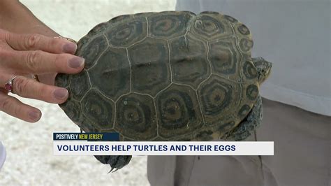 Once Endangered Diamondback Terrapin Turtles Make A Comeback